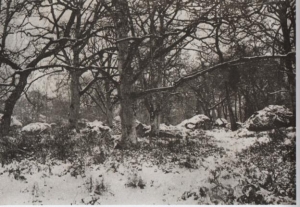 Photographie (avant 1879) représentant la Forêt de Fontainebleau 